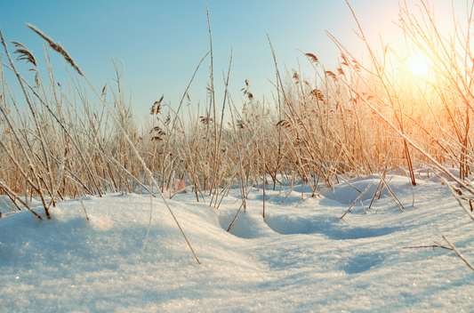 Beautiful Winter Day Blue Sky Golden Sunlight On Snow Covered Landscape